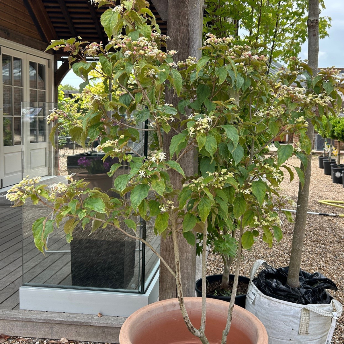 Clerodendrum trichotomum var. fargesii in Summer with beautiful white flowers. 