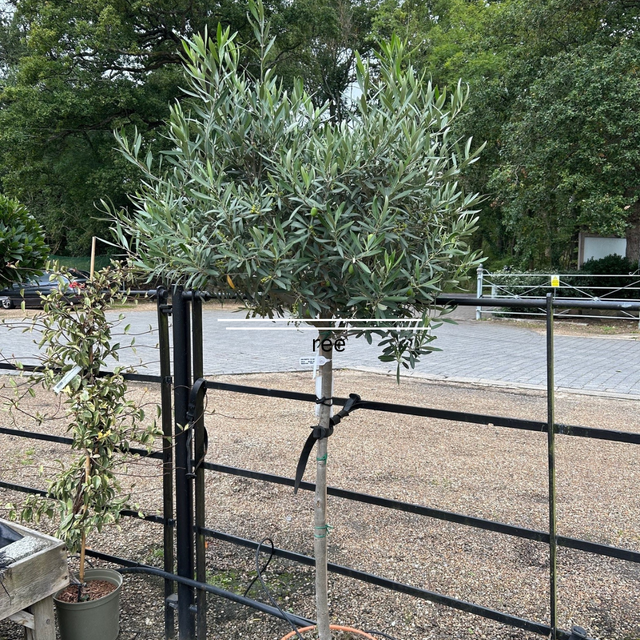 Buy clipped head olive tree