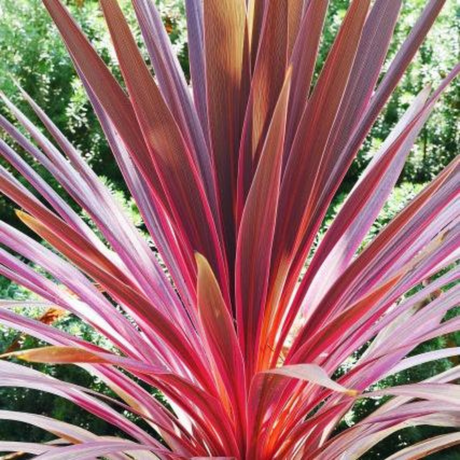 Cordyline australis Charlie Boy 3L at Cedar Nursery Surrey