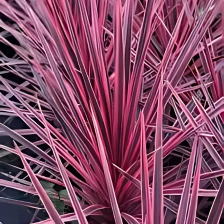 Cordyline australis Charlie Boy 3L at Cedar Nursery Surrey