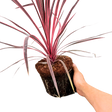Cordyline australis Charlie Boy 3L at Cedar Nursery Surrey