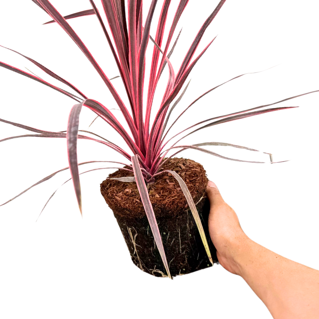 Cordyline australis Charlie Boy 3L at Cedar Nursery Surrey