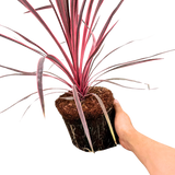 Cordyline australis Charlie Boy 3L at Cedar Nursery Surrey