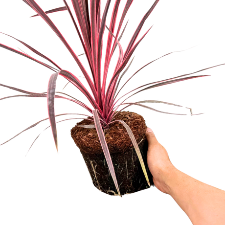 Cordyline australis Charlie Boy 3L at Cedar Nursery Surrey