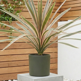 Cordyline australis Eurostripe 3L at Cedar Nursery Surrey