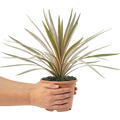 Cordyline australis Eurostripe 3L at Cedar Nursery Surrey