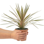 Cordyline australis Eurostripe 3L at Cedar Nursery Surrey