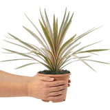 Cordyline australis Eurostripe 3L at Cedar Nursery Surrey