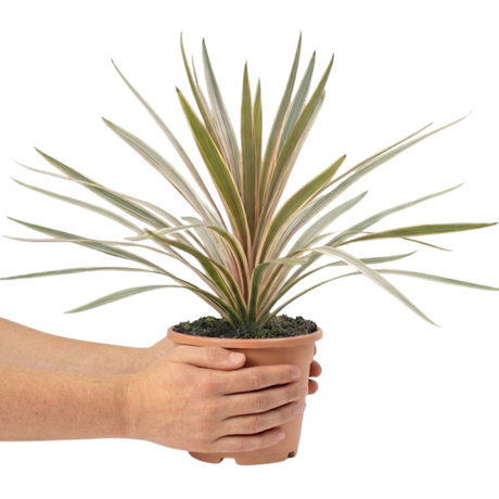 Cordyline australis Eurostripe 3L at Cedar Nursery Surrey