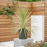 Cordyline australis Lime Passion 3L at Cedar Nursery Surrey
