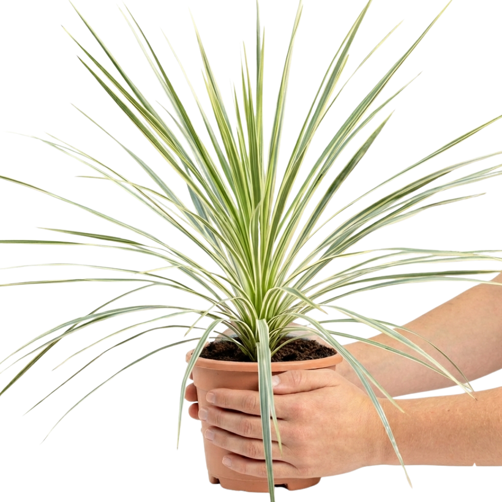 Cordyline australis Lime Passion 3L at Cedar Nursery Surrey