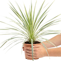 Cordyline australis Lime Passion 3L at Cedar Nursery Surrey