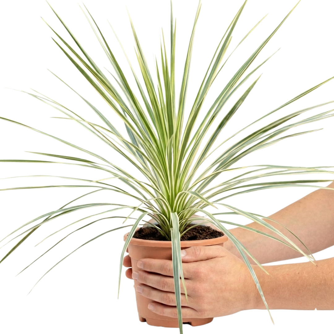 Cordyline australis Lime Passion 3L at Cedar Nursery Surrey