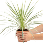 Cordyline australis Lime Passion 3L at Cedar Nursery Surrey