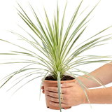 Cordyline australis Lime Passion 3L at Cedar Nursery Surrey