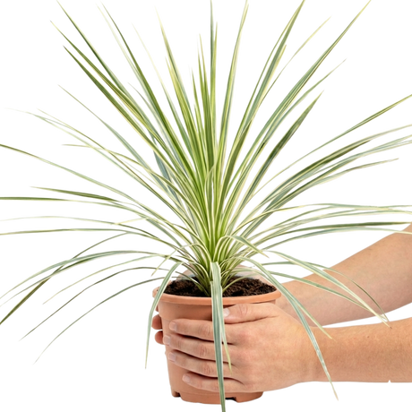 Cordyline australis 'Lime Passion'