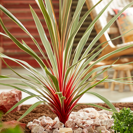 Cordyline australis Magic Star 3L at Cedar Nursery Surrey