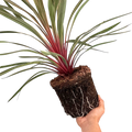 Cordyline australis Magic Star 3L at Cedar Nursery Surrey