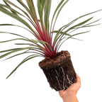 Cordyline australis Magic Star 3L at Cedar Nursery Surrey