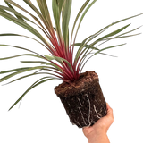 Cordyline australis Magic Star 3L at Cedar Nursery Surrey