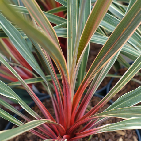 Cordyline australis Magic Star 3L at Cedar Nursery Surrey