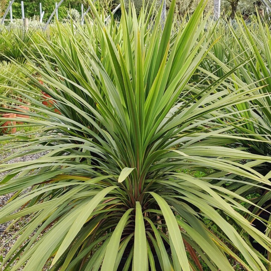 Cordyline australis Peko 3L at Cedar Nursery Surrey