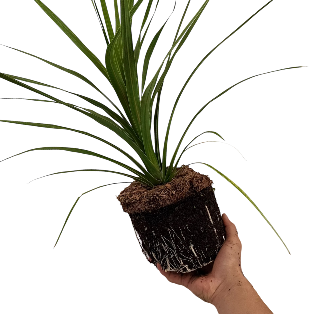 Cordyline australis Peko 3L at Cedar Nursery Surrey
