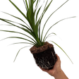 Cordyline australis Peko 3L at Cedar Nursery Surrey
