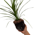Cordyline australis Peko 3L at Cedar Nursery Surrey