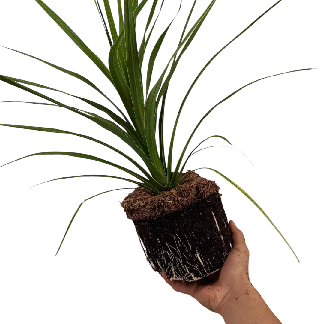 Cordyline australis Peko 3L at Cedar Nursery Surrey