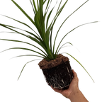 Cordyline australis Peko 3L at Cedar Nursery Surrey