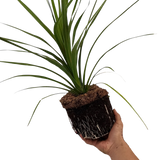 Cordyline australis Peko 3L at Cedar Nursery Surrey
