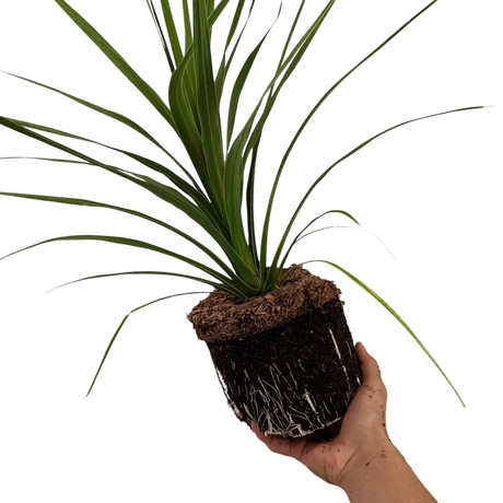 Cordyline australis Peko 3L at Cedar Nursery Surrey