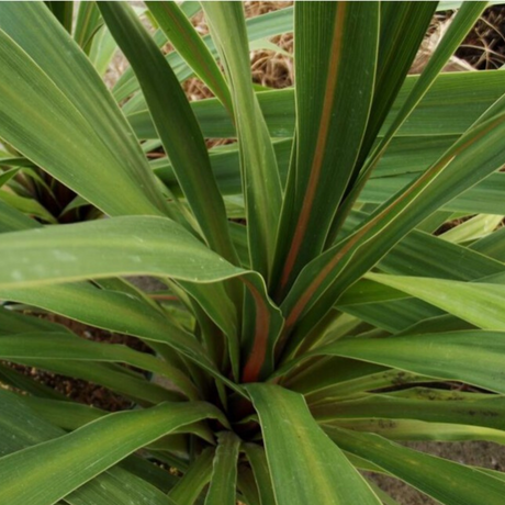 Cordyline australis Peko 3L at Cedar Nursery Surrey