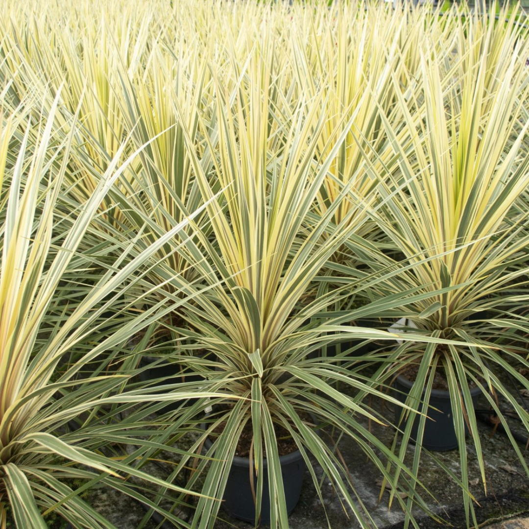 Cordyline australis Torbay Dazzler 3L at Cedar Nursery Surrey