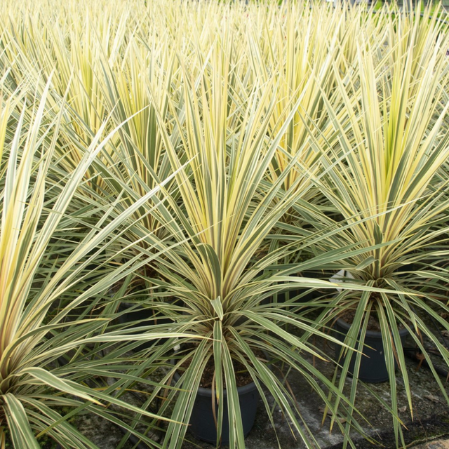 Cordyline australis Torbay Dazzler 3L at Cedar Nursery Surrey