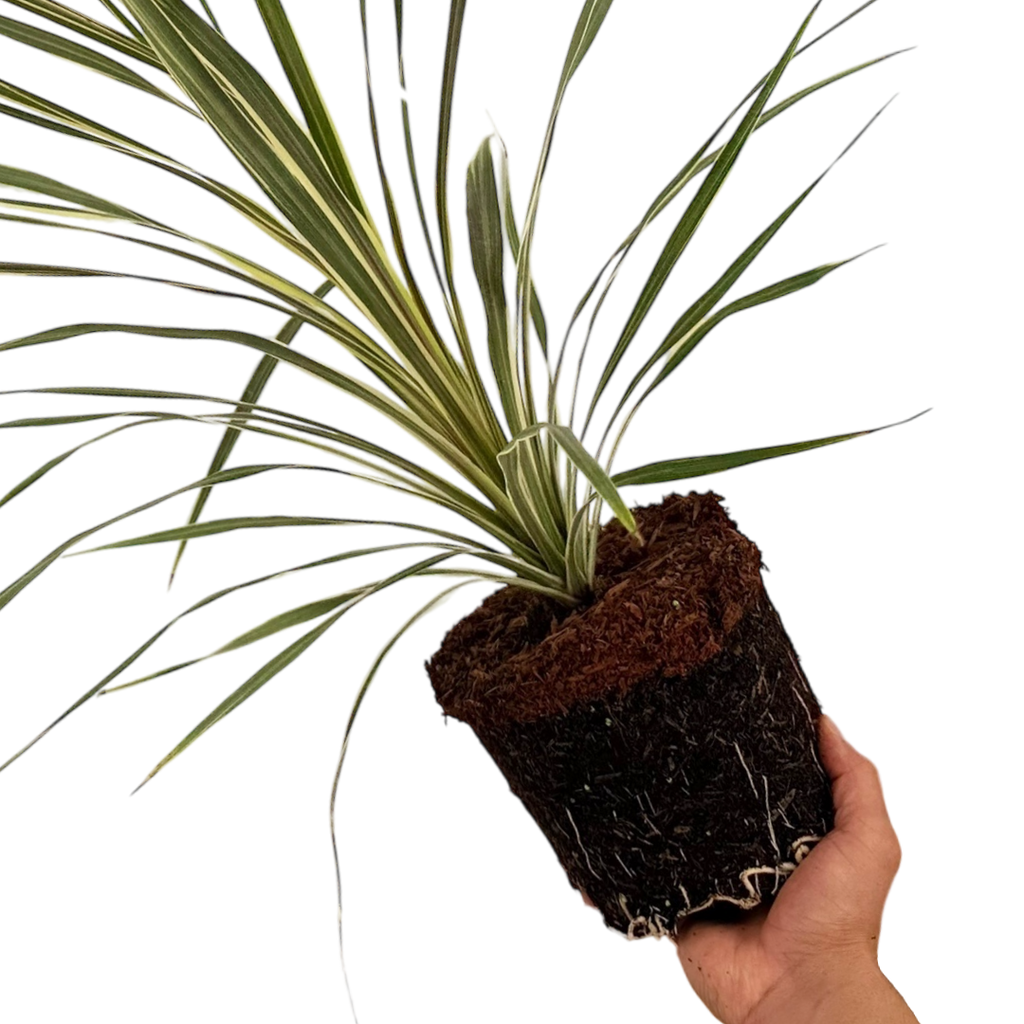 Cordyline australis 'Torbay Dazzler' from Cedar Nursery, Cobham