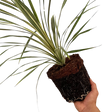 Cordyline australis Torbay Dazzler 3L at Cedar Nursery Surrey