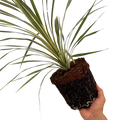 Cordyline australis 'Torbay Dazzler' from Cedar Nursery, Cobham