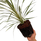 Cordyline australis 'Torbay Dazzler' from Cedar Nursery, Cobham