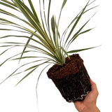 Cordyline australis Torbay Dazzler 3L at Cedar Nursery Surrey