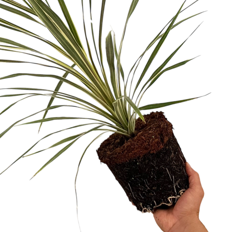 Cordyline australis Torbay Dazzler 3L at Cedar Nursery Surrey