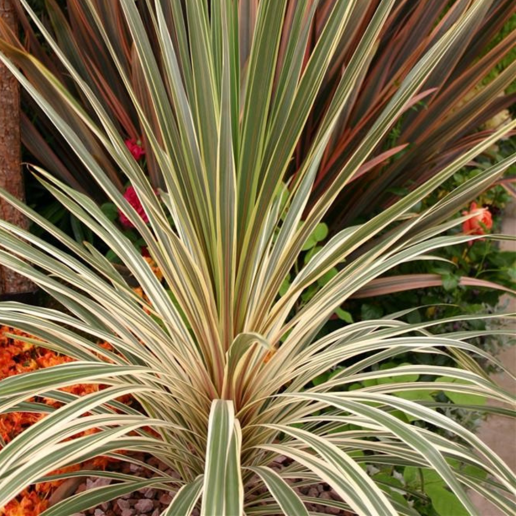 Cordyline australis 'Torbay Dazzler' from Cedar Nursery, Cobham