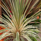 Cordyline australis 'Torbay Dazzler' from Cedar Nursery, Cobham