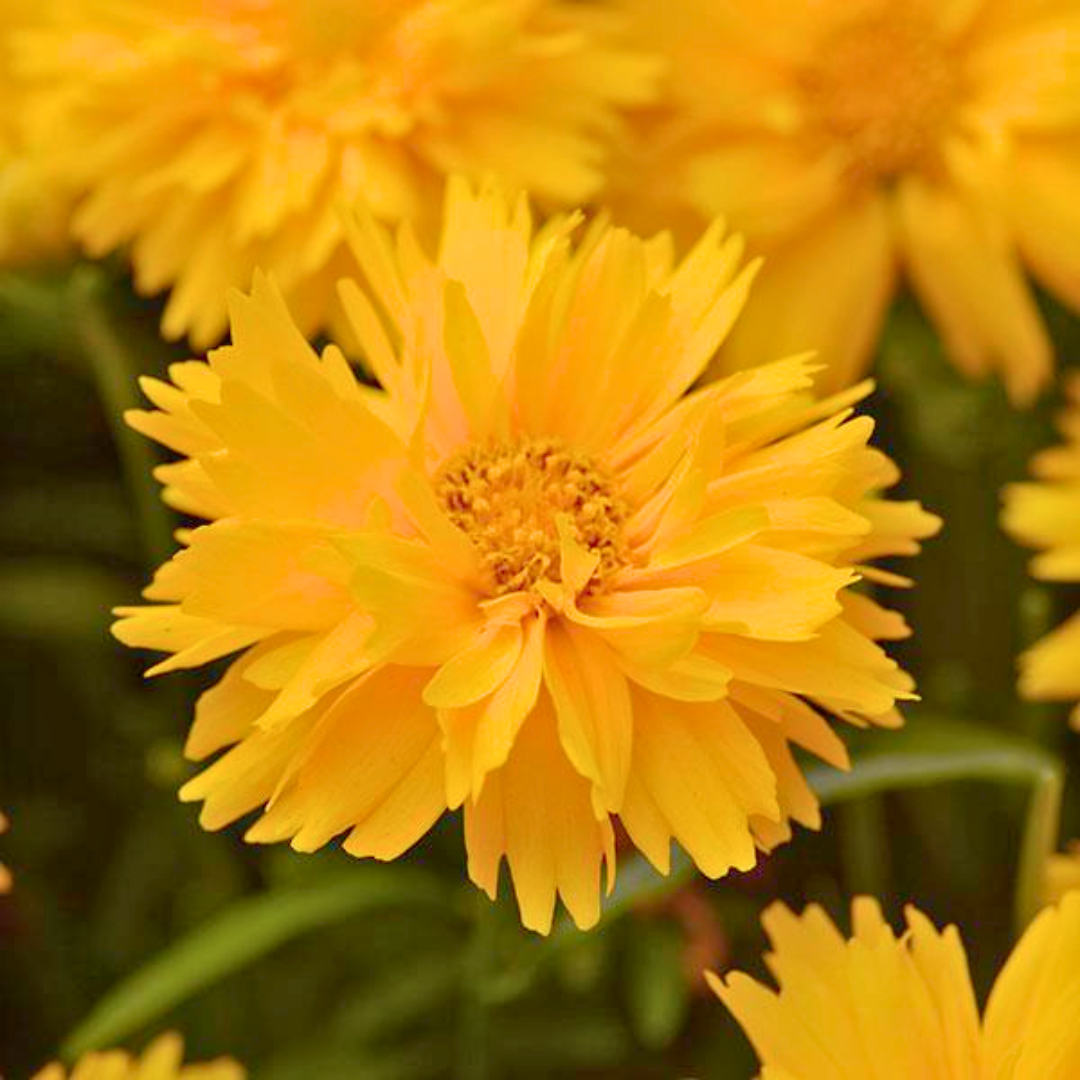 Coreopsis Double the Sun 2L at Cedar Nursery Surrey