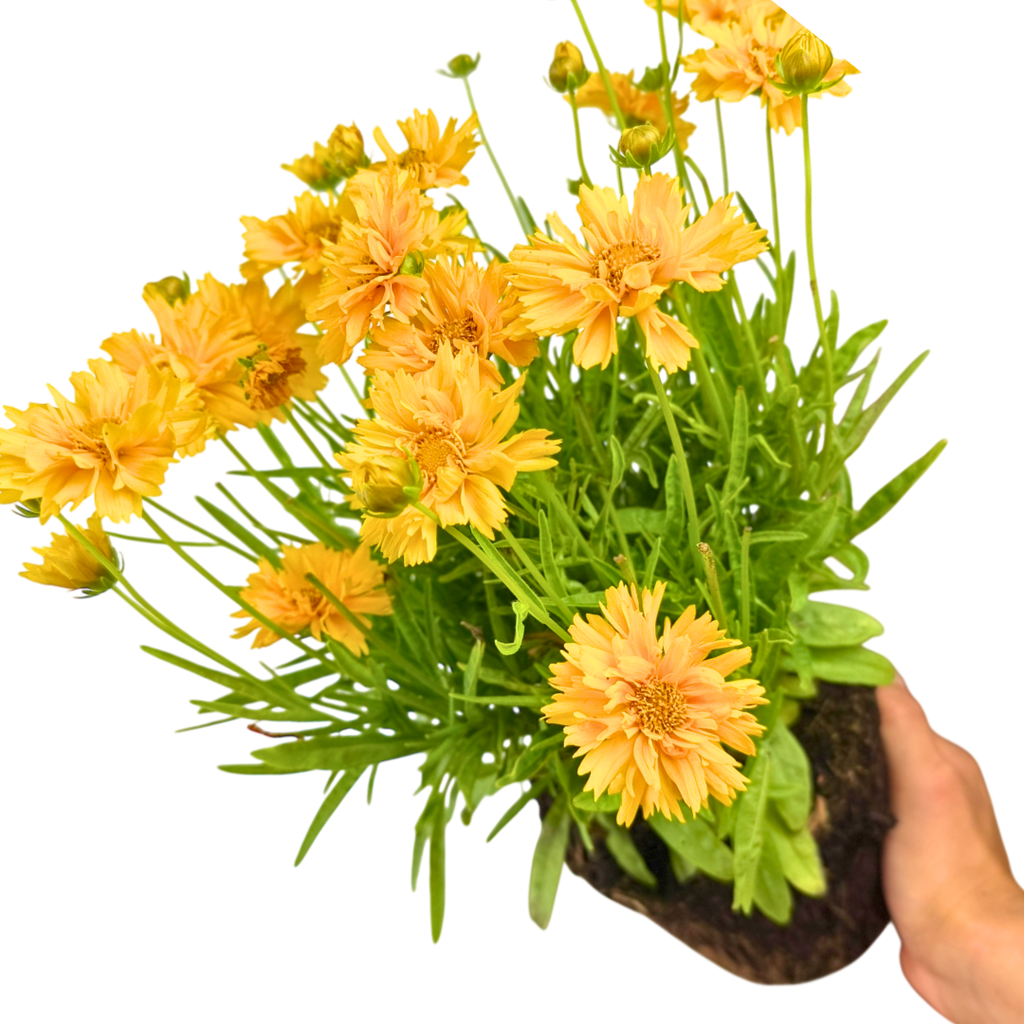 Coreopsis Double the Sun 2L at Cedar Nursery Surrey