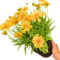 Coreopsis Double the Sun 2L at Cedar Nursery Surrey