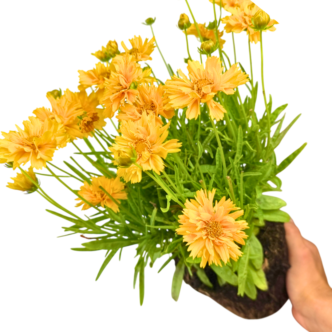 Coreopsis Double the Sun 2L at Cedar Nursery Surrey