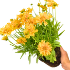 Coreopsis Double the Sun 2L at Cedar Nursery Surrey
