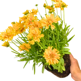 Coreopsis Double the Sun 2L at Cedar Nursery Surrey